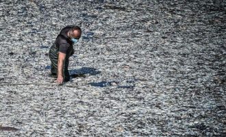 Τόνοι νεκρών ψαριών στον Βόλο – Οι αιτίες του προβλήματος