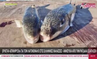 Ο λαγοκέφαλος απειλεί τις ελληνικές θάλασσες – Οι ψαράδες της Ρόδου στην πρώτη γραμμή της μάχης